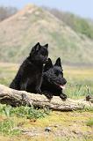 SCHIPPERKE 168